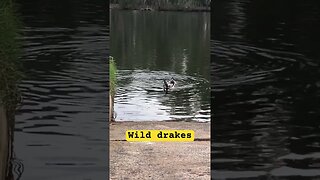 Wild drakes swimming by the backyard