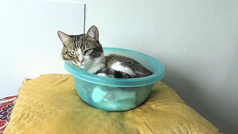 A Cat Loaf Is Being Prepared