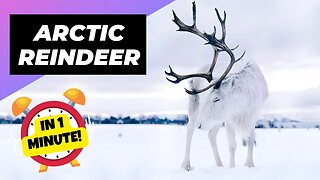 Arctic Reindeer - In 1 Minute! 🦌 A Rare Animal Found In The Arctic | 1 Minute Animals