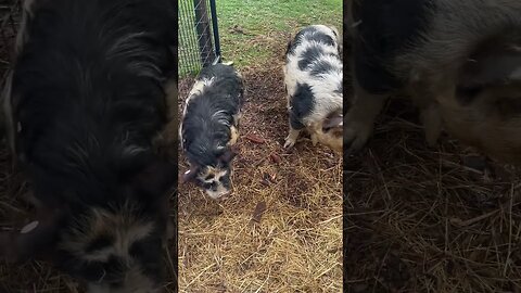 Coffee, Pigs & sounds of nature🌱 #kunekune #happy #pigs #beautiful #homestead #fy #fyp #farming