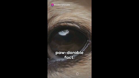 Awesome world of Dog Facts