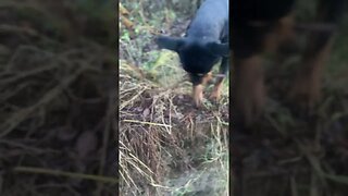 Cute puppy goes for a walk #shorts #short #viral #trending #subscribe