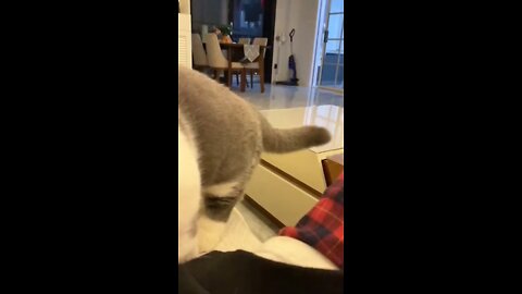 Cat: Give me a massage#petcats #cute #foryou #cats ...