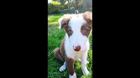 Border Collie Puppies Sleep, Play, Eat