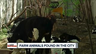 Mystery surrounds farm animals found hidden, starving on Detroit's west side