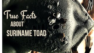 True Facts About The Suriname Toad