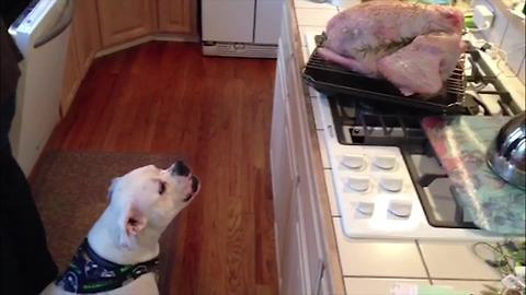 "Dog Howls A "Nom Nom Nom Nom" Sound As He Stares At Thanksgiving Turkey"