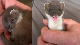 This Baby, Perfect Creature is A Baby Stoat