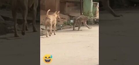 Amazing Dog & Monkey Funny Video 2021