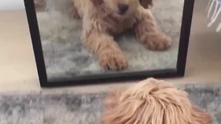 Goldendoodle really wants to befriend mirror reflection