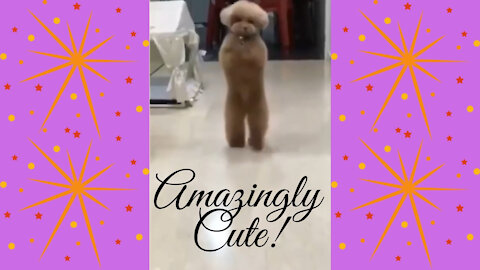 Amazingly Cute Dog Loves To Walk On Back Legs