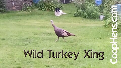 Wait for Turkey Xing