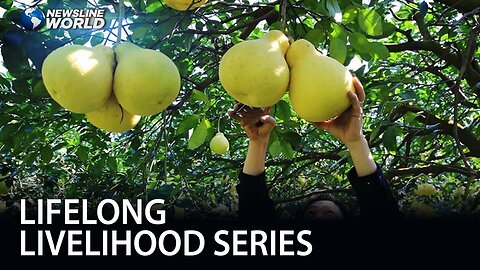 Pomelo farming: a potential source of livelihood for South Palawan