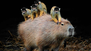 Squirrel Monkey Rides Capybaras in Japan