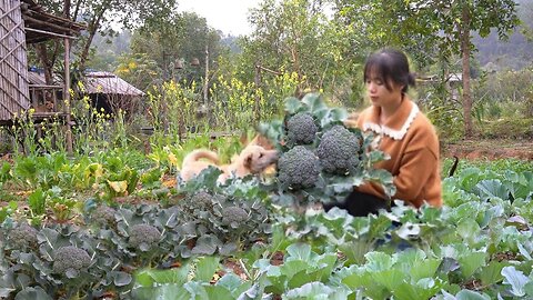 Harvest broccoli and cook Cultivate potato roots, plant flowers