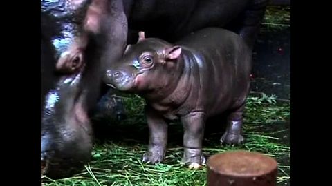 Baby Czech Hippos