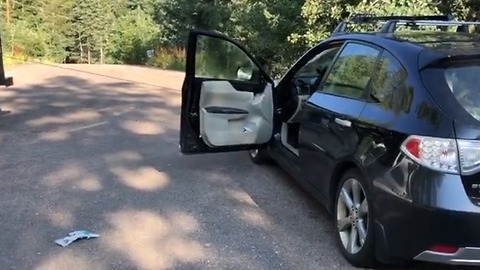 Officers release bear trapped in car in Colorado