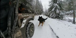 Doberman enjoys amazing day in snow covered mountains