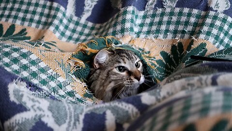 Leia Playing in a Blanket