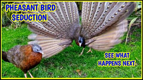 Amazing Pheasant Bird Seduction Dance.
