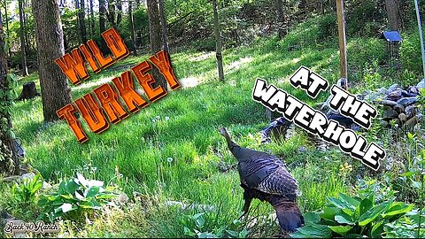 Wild Turkey at the waterhole