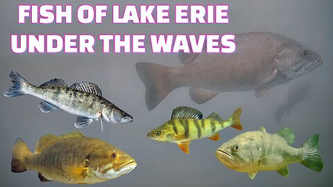 Lake Erie Fish Under The Waves