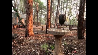 Wild Turkeys Playing In The Bird Bath