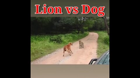 Lion Vs dog