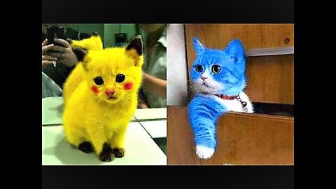 Best Funny cats video funny cat videos