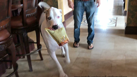 Happy Great Danes Proudly Carry in Groceries Together