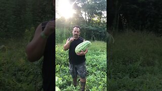 Enjoying Homegrown Watermelon