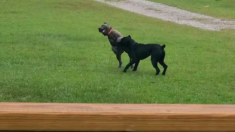 2 cane corso battling it out, naw juat puppy playing