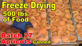 Freeze Drying Your First 500 lbs of Food - Batch 27 - Apricots, Canned