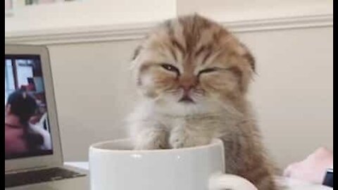 Gato bebé adormece em cima de chávena de café