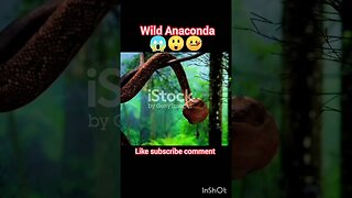 wild Anaconda 😱😲🤒😨 | ua58sb #animals #anaconda #snake #python