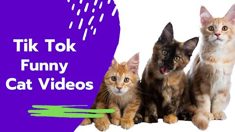 Tik Tok Funny Cat Videos For Kids - Cute Cats video compilation