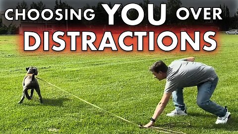 How to Train ANY Dog to COME When Called NOW! Choosing You Over Distractions