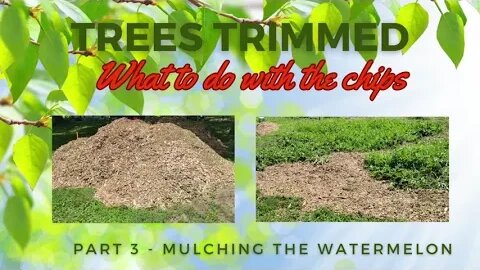 What to Do With Wood Chips - Part 3 Mulching Garden