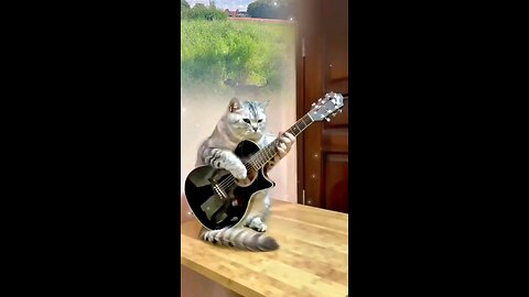 cats play in band