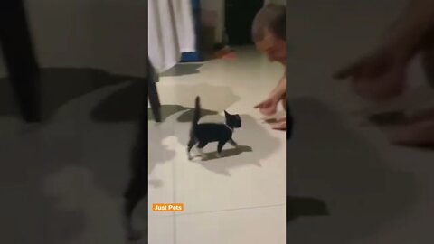 Again Daddy #cat #cute #funnyanimals #funnyvideos #tiktok