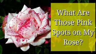 What Are Those Pink Spots on My Rose Petals? : Botrytis