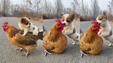 The love of chicken puppies||videos 2022