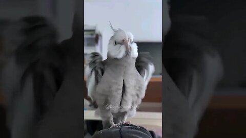 Adorable ❤️ #cockatiel