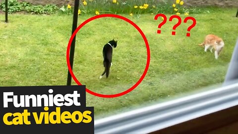 Hilarious Cat Viral Videos | Ultimate Cat Compilation 2022!!!