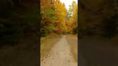 Stunning fall foliage in Bretton Woods, NH #shorts Autumn bike ride video in New Hampshire 2022