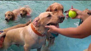 Anche i cani amano giocare in piscina