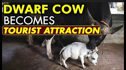 Thousands flock to see dwarf cow in Bangladesh | World's Smallest Cow | Guinness World Records |WION