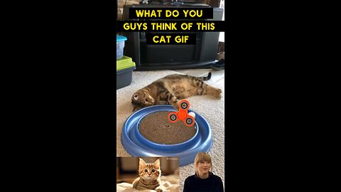 Cute Cat Gif