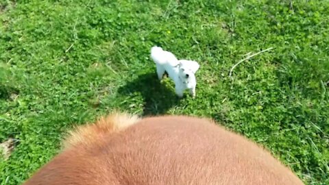 My little Coton De Tulear learning to come along with the horse