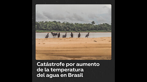 Encuentran muertos más de 100 delfines en la Amazonía brasileña